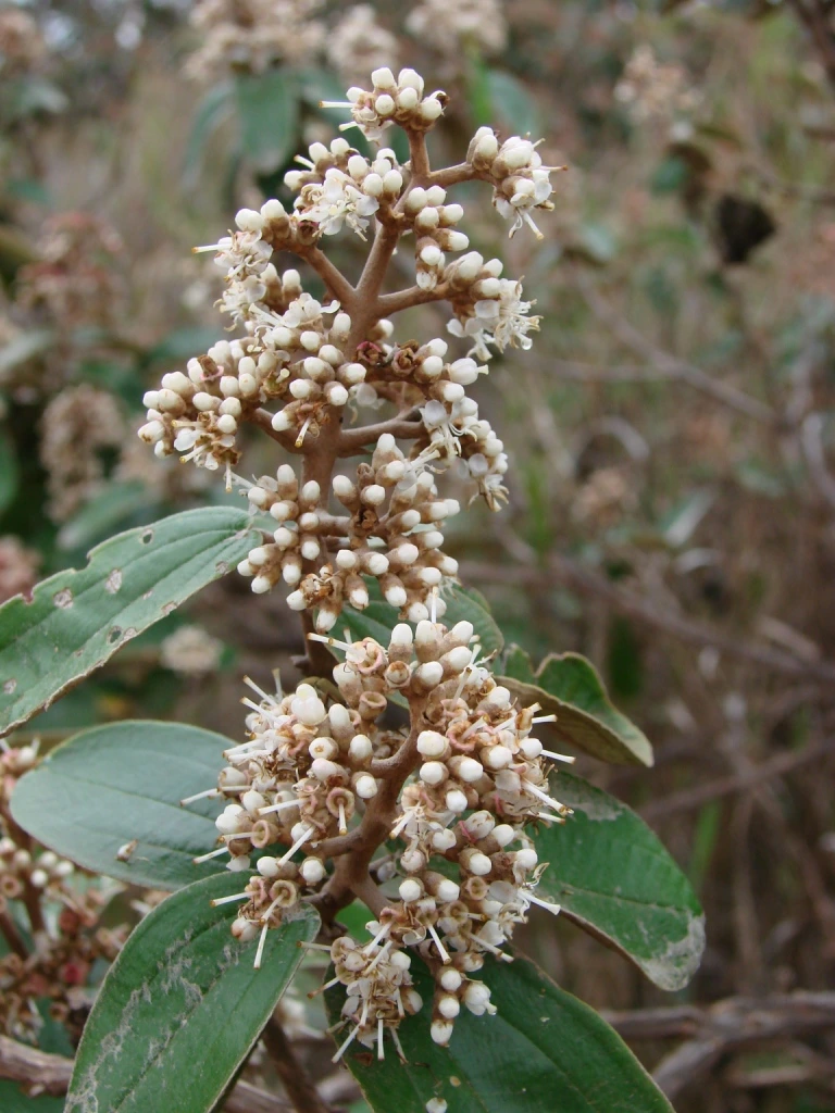 Canela de Velho